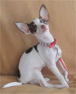 The right side of a tri-color chocolate Taco Terrier puppy sitting against the back of a couch looking up leaning back. Its ears are set wide apart with a wide round forehead and a brown nose.