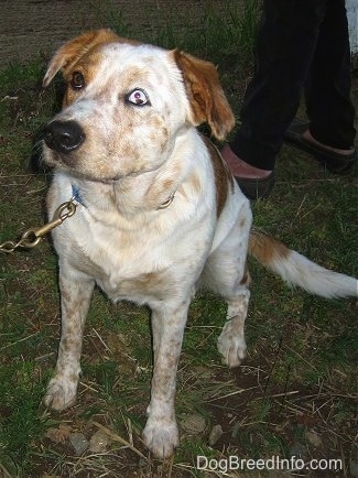 Close up - A tan and white Texas Heeler is sitting in grass looking up and to the left. There is a person standing behind it. The dog has one blue eye and one brown eye.