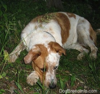 Top down view of a tan and white Texas Heeler that is laying down in patchy grass at night.