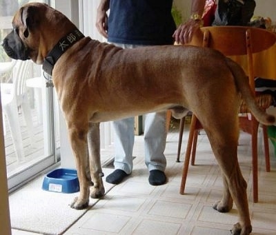 The left side of a huge brown with black Tosa dog standing across a tiled floor and it is looking out of a sliding door in front of it. There is a person standing behind it.