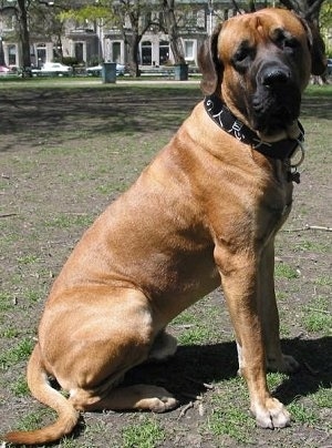 The right side of a brown with black Tosa dog sitting in patchy grass, it is looking forward and its head is tilted to the left.