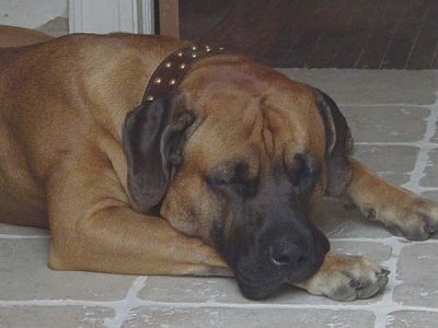 Close up - A brown with black Tosa is sleeping across a tiled floor. The dog has a large head and a thick leather collar.