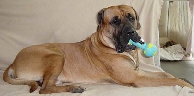 The right side of a very large, brown with black Tosa dog laying across a couch on top of a blanket and it has a colorful bone shaped chew toy in its mouth.