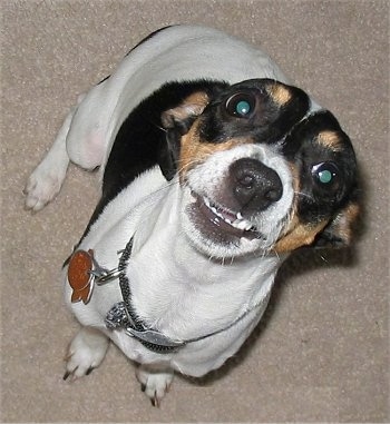 Close up - Top down view of a white with black and tan Toy Fox Terrier dog sitting on a tan carpeted surface looking up and its mouth is slightly open. Its ears are pinned back, it has wide round eyes, a black nose and its teeth are showing.