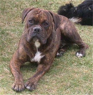 A brindle with white Valley Bulldog is laying across a grass surface and it is looking forward. There is a black with white dog laying behind it.