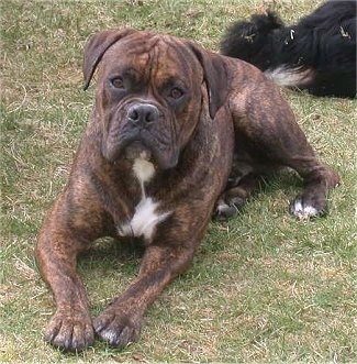 Dog Breeds, Valley Bulldog