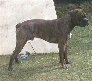Right Profile - A brindle with white Valley Bulldog is standing across a field. Behind it is a plank of wood. The dog has a docked short tail, a pushed back muzzle, ears that hang down and fold to the sides in a v-shape, a black nose and black lips.