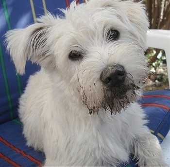 westie wallpaper. (Schnauzer / Westie mix)