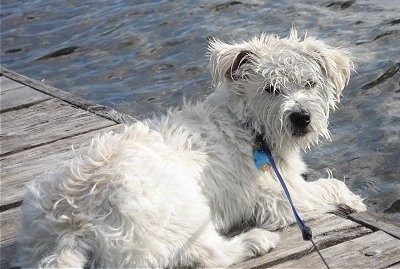 The back right side of a white Wauzer that is laying on a wooden dock and it is looking back. The dogs fur looks wet on its head. It has a black nose and its paws are over the edge of the dock.
