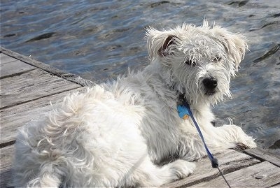 WauzerTommyWestieSchnauzer7Months3.JPG