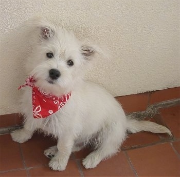 westie pictures. Westie mix) as a puppy.