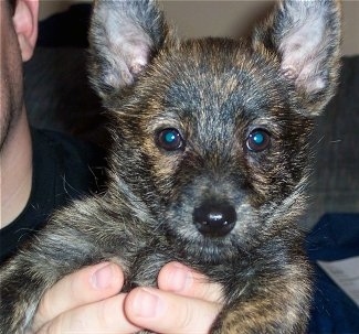 Close up front view head shot - A black and brown brindle Weeranian puppy is being held in the air towards the shoulder of a person.