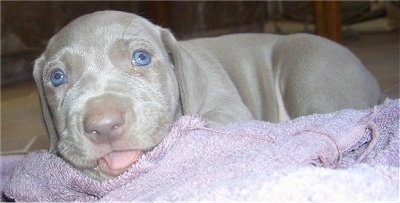 Close up - The left side of a young blue-eyed Weimaraner puppy that is laying on top of a light purple towel and its tongue is sticking out.