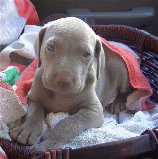 The front left side of a young Weimaraner puppy that is laying in a wicker basket under a beach towel and it is looking forward.