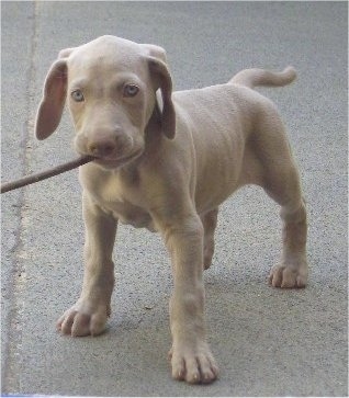 Weimaraner Puppies on Gianni  The Weimaraner At 3 Months Old