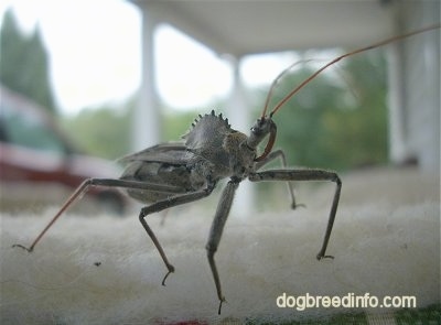 Close Up - Wheel Bug