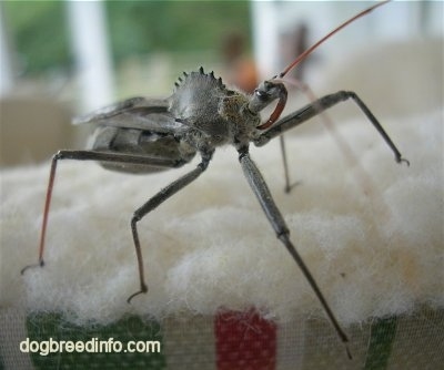 Wheel Bug on a pillow