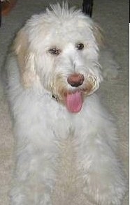 A white with tan Whoodle is laying on a carpet, it is looking forward, its mouth is open and its tongue is sticking out.