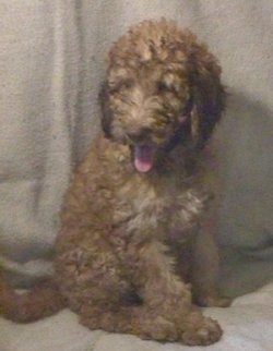 The right side of a wavy coated, red Whoodle puppy that is sitting on a carpet with its mouth open and tongue sticking out.