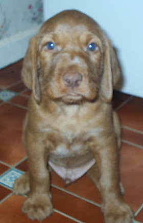 Front view - A small red Wiredhaired Vizsla puppy is sitting on a tiled floor and it is looking forward.