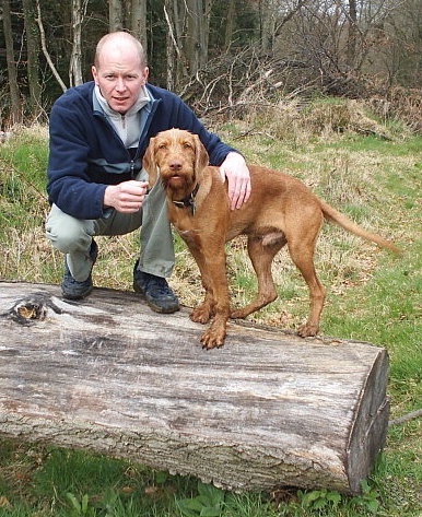 A red Wirehaired Vizsla dog standing on a log next to a man who has his hand over the dog.