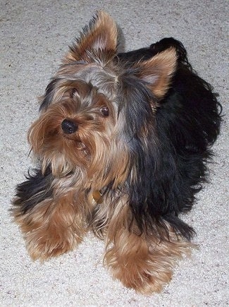 Xanadu, the Yorkie weighing 6 pounds. C**rt*sy of Kennel "My Insatiable 