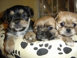 Close up - Three Yorkinese puppies are laying on a tan dog bed that is covered in black dog paw prints. The puppy on the left is black and tan, the middle puppy is tan with a black muzzle and the puppy on the right is tan with a little bit of black tips and small ears that fold over in a triangle. They all have black noses and dark round eyes.