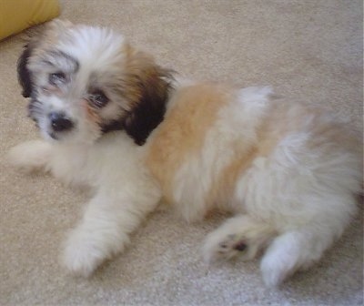 Bichon+frise+shih+tzu+mix+puppies