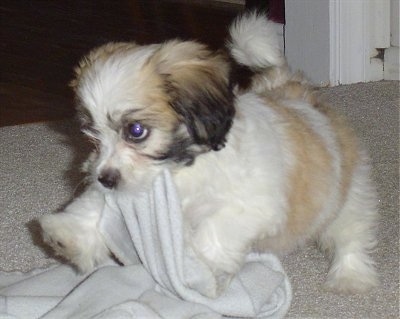 Shih+tzu+bichon+mix+puppies+for+sale+in+michigan