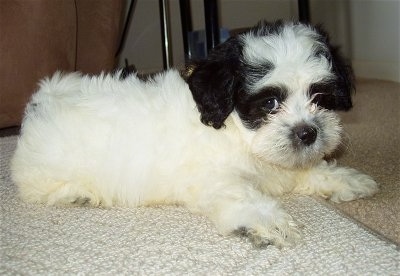 The right side of a white with black Zuchon puppy that is laying across a carpet and it is looking forward.