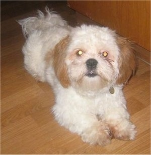 The front right side of a thick coated, tan and brown Zuchon dog laying across a hardwood floor. It is looking up and forward.