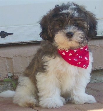 Shih+tzu+bichon+cross+puppies