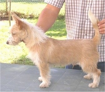 Left Profile - A tan with white Portuguese Podengo is standing on a table and there is a person in a plaid shirt holding the dogs tail up in the air in a stack pose.