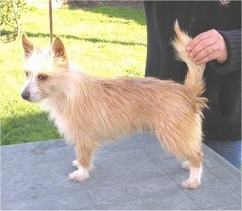 Side view - A tan with white Portuguese Podengo is standing on table and looking forward. A person in a black sweater is holding the tail of the dog up in the air.