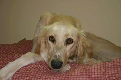 Saluki Dog Breed Pictures, 1