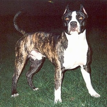 http://www.dogbreedinfo.com/images17/AMERICANBANDOGGESPoter4Years3.jpg