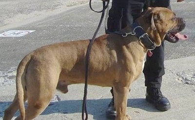 The back right side of a brown with white Alano Espanol is standing across a road with a thick collar and leash on. There is a person standing behind it.