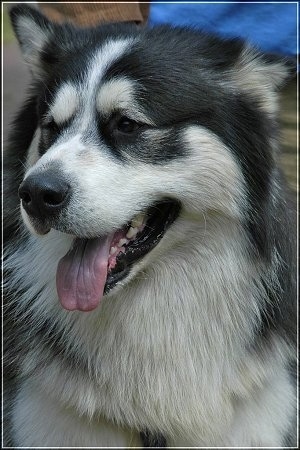 Close up - The left side of the face of an Alaskan Malamute with its mouth open and tongue out