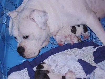 The left side of a white American Bulldog that is laying on a blanket with a litter of puppies