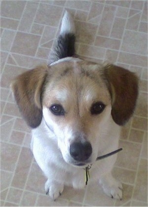 American Eagle Dog, American Eskimo Beagle Hybrid