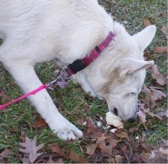 Close Up - The right side of an American White Shepherd that is eating a biscuit outside in a yard.