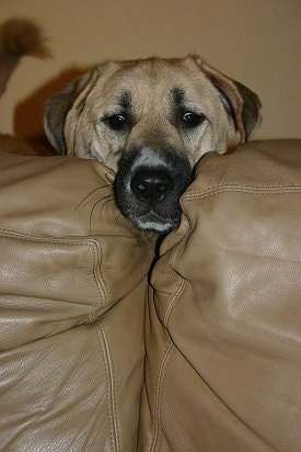 The face of a tan Anatolian Shepherd that has its head between two leather couch cushions.