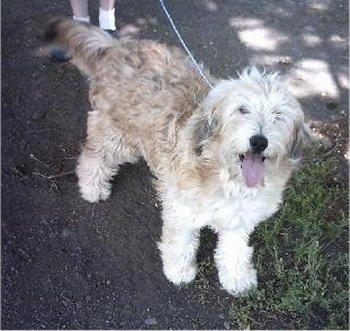 The front right side of a tan and white Aussiedoodle that has its mouth open and its tongue out. It is standing on dirt and it is looking up.