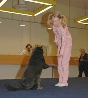 The back right side of a gray Australian Kelpie that is sitting on a dance mat. It has one paw in the air to give to a girl that is standing in front of it.