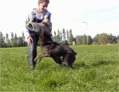 Smoky the Australian Kelpie attacking foam pads on the trainers other arm during schutzhund