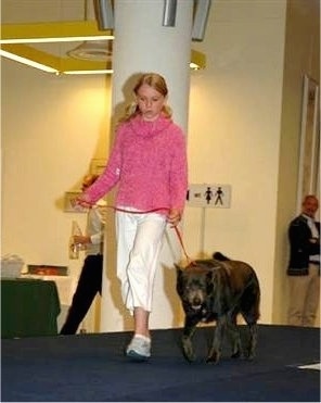 A girl in a pink sweater is waking an Australian Kelpie across a carpeted stage