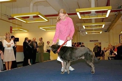 The left side of an Australian Kelpie that is being given a treat by a girl in pink on stage. The stage is surronded by on lookers.