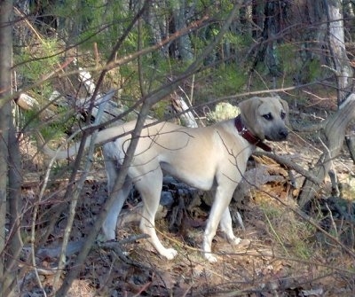 yellow blackmouth cur