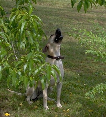 Moonpie the Black Mouth Cursitting in the yard barking