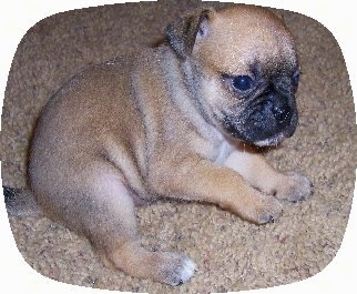 Close Up - Buggs Puppy laying on a tan carpet